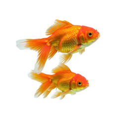Fototapeta premium Two goldfish swimming together isolated on transparent background