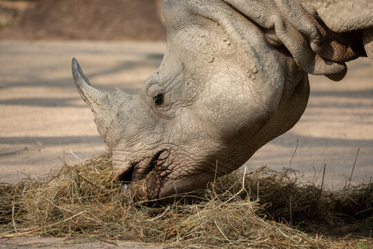 Close-up of a white rhinoceros feeding on dry hay, showing detailed horn, textured skin, and powerful head in a natural outdoor setting.
