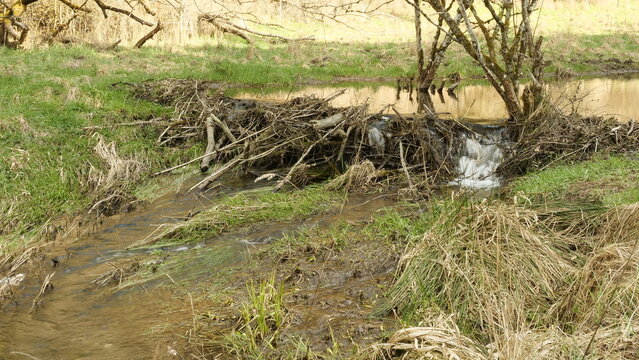 Kleiner Biberdamm im Rasbach bei Rascheid
