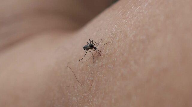Aedes mosquitoes bite the skin.