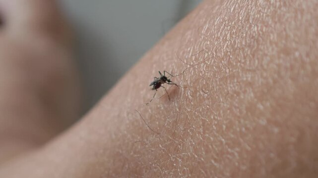 Aedes mosquitoes bite the skin.