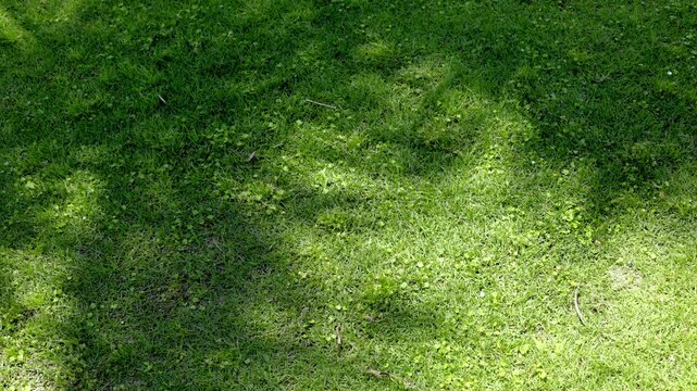 Time lapse static overhead pan of tree shadows shifting across grassy lawn in park with dappled sunlight during midday summer
