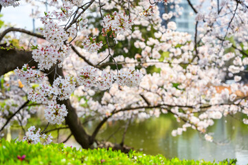 Beautiful cherry blossoms blooming in Ueno Park, Tokyo, Japan. clusters of sakura flowers in spring.