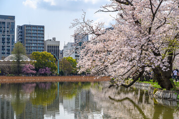 Beautiful cherry blossoms blooming in Ueno Park, Tokyo, Japan. clusters of sakura flowers in spring.