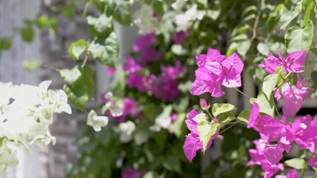 Slow pan tracking shot of bougainvillea flowers swaying on wooden trellis in bright sunlight garden wall