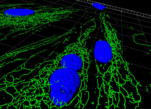 3D reconstruction of cell nuclei and mitochondria, based on real laser scanning confocal data
