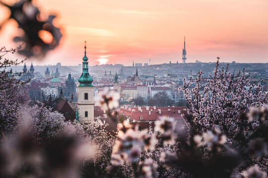 Prague city skyline at sunrise with blooming trees in foreground, Czech Republic. Historic architecture, church towers and Zizkov TV tower illuminated by soft morning light. Spring season cityscape.