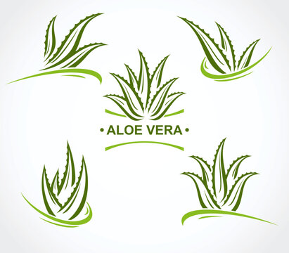 Aloe Vera labels and elements set. Collection icon Aloe Vera. Vector