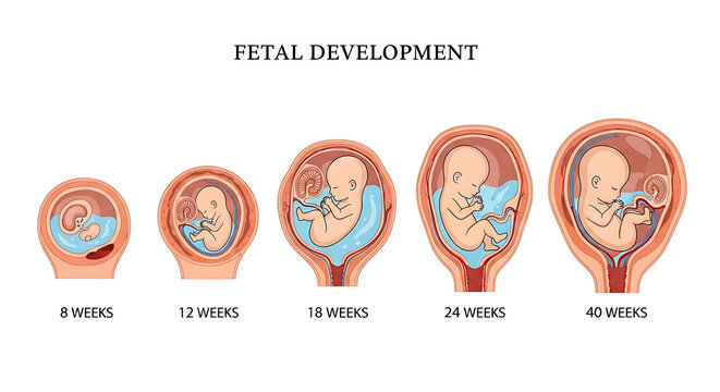 Fetal development stages, human embryo growth in womb