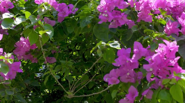 Panning slow motion shot of bougainvillea branches swaying and blooming on sunlit garden trellis in tropical backyard during daytime summer warm light