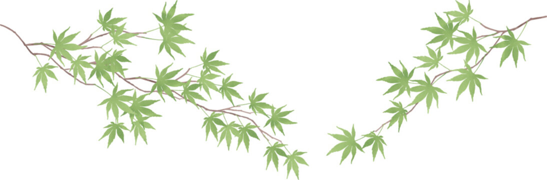 新緑のモミジの枝のイラスト
