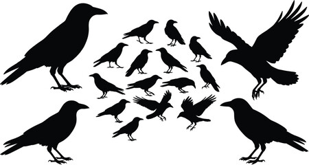 Fototapeta premium Set of crow and raven silhouettes in various poses, flying and standing birds collection, wildlife and nature concept, black bird illustration isolated on white background