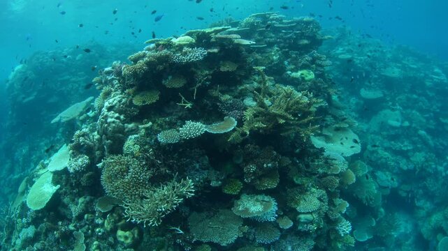 Healthy corals and colorful fish thrive on a shallow coral reef in Fiji. This South Pacific island group harbors high marine biodiversity and is a popular destination for divers and snorkelers.