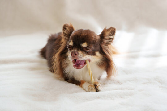 歯磨きガムをかむ犬