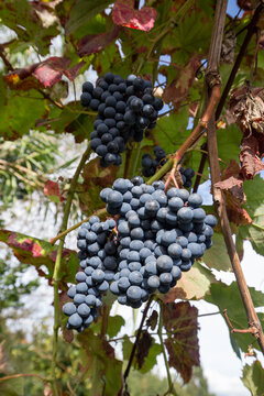 Detalhe de cachos de uvas tintas de produ&ccedil;&atilde;o biol&oacute;gicas 