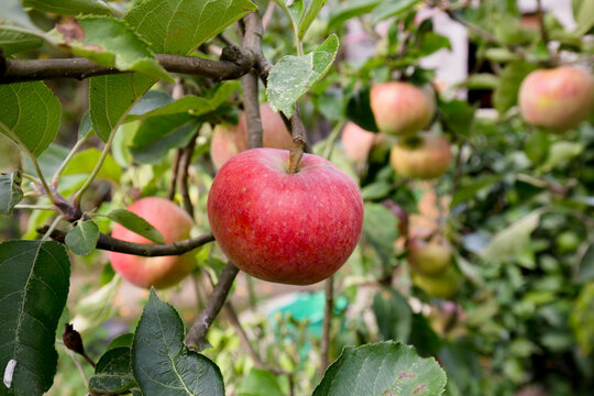 Detalhe de ma&ccedil;a de cor vermelha de produ&ccedil;&atilde;o biol&oacute;gica. 