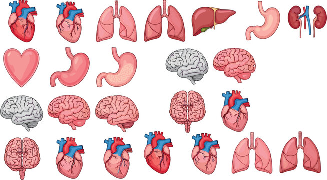 Human Internal Organs Anatomy Vector Set Featuring Heart, Brain, Lungs, Liver, Kidneys, and Stomach Medical Illustration Collection in Detailed Cartoon Style
