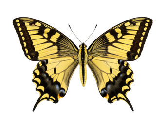 Fototapeta premium Vibrant yellow and black swallowtail butterfly with intricate wing patterns isolated on transparent background