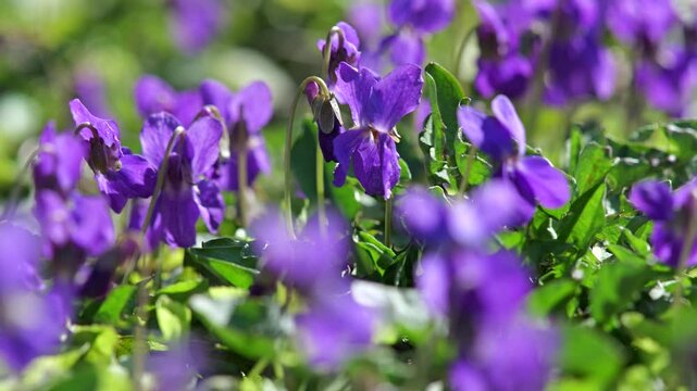 Close-up macro footage of sweet violet flowers (Viola odorata) gently moving in the spring breeze under warm sunlight. Purple and white blossoms growing in a natural meadow environment, captured with 