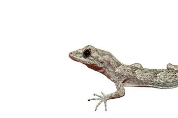 Fototapeta premium A lizard with textured scales moving across a smooth black surface on a transparent background. A close-up, detailed profile of the lizard.
