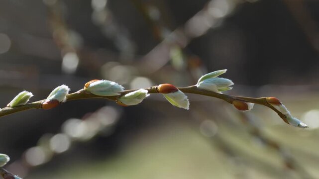 Soft, pale willow catkins hang on a slender branch. Each catkin is fluffy and white, with hints of green. Small reddish buds dot the branch, contrasting with the soft hues