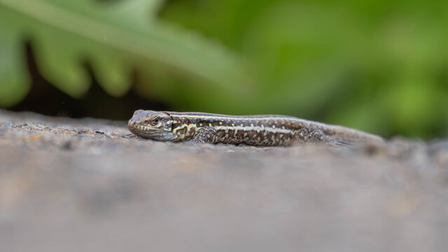 Great Portrait of a Canary Lizard resting in Rocks