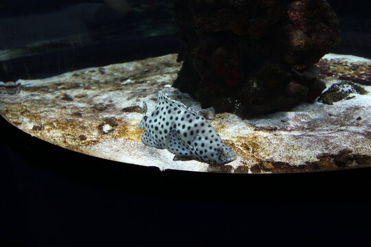 Meerfisch im Wasser