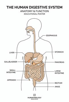 Human Digestive System Anatomy and Function Educational Poster