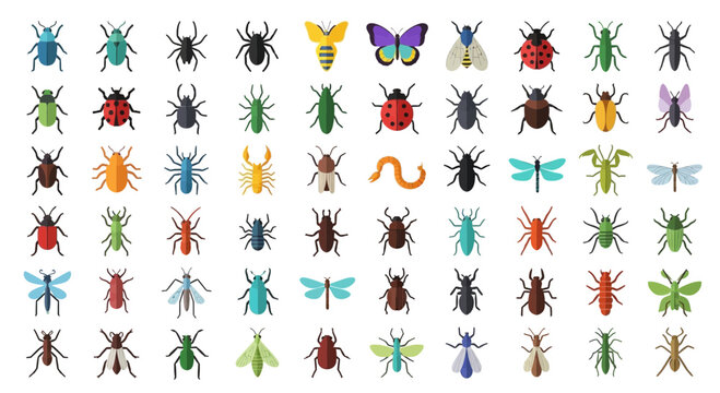 Collection of various colorful insects