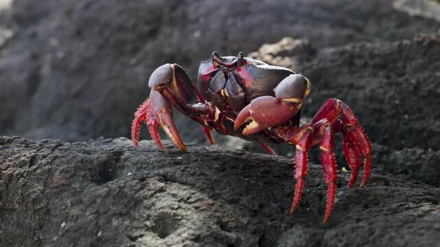 Red crab on black volcanic rock on Tropical sand beach on S&atilde;o Tom&eacute; and Pr&iacute;ncipe