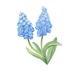 Fototapeta premium Hand-painted watercolor illustration of muscari flowers and foliage. Blue spring muscari flowers. Primroses.