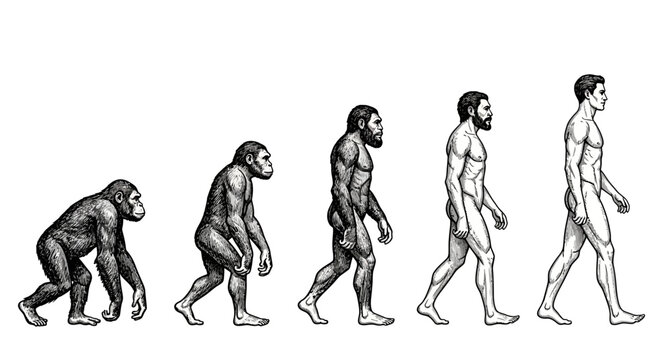 Evolution of human from ape to modern man