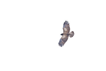 Obraz premium A short-toed snake eagle (Circaetus gallicus), isolated against a transparent background, soaring through the sky.