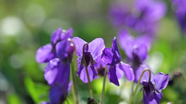 Close-up macro footage of sweet violet flowers (Viola odorata) gently moving in the spring breeze under warm sunlight. Purple and white blossoms growing in a natural meadow environment, captured with 