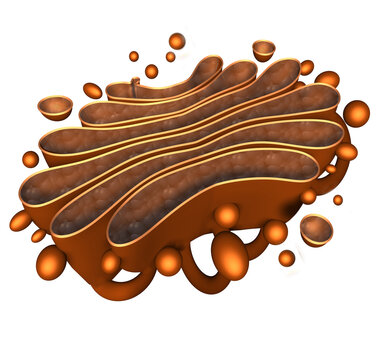 3D Rendering Illustration of the Golgi Apparatus. The Golgi complex, or Golgi apparatus, is an organelle present in all eukaryotic cells and is part of the endomembrane system.