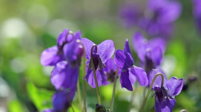 Close-up macro footage of sweet violet flowers (Viola odorata) gently moving in the spring breeze under warm sunlight. Purple and white blossoms growing in a natural meadow environment, captured with 