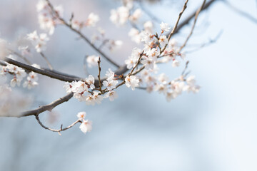 Obraz premium 桜