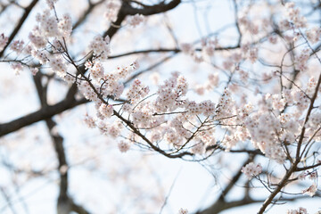 Obraz premium 桜