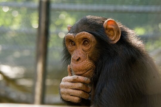 Schimapsenbaby Linus