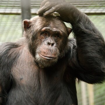 Schimpanse Lutz Kratzt den Kopf