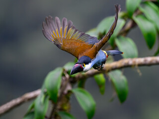 Fototapeta premium Black-billed Mountain-Toucan Taking Flight From A Tropical Rainforest Branch