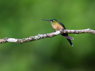 Fototapeta premium Female Long-tailed Sylph Hummingbird Perched on Branch in Tropical Forest