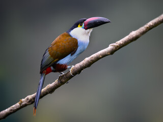 Fototapeta premium Black-billed Mountain Toucan Perched on Branch in Cloud Forest