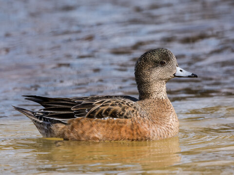 Female American Wigeon Swimming in Early Spring