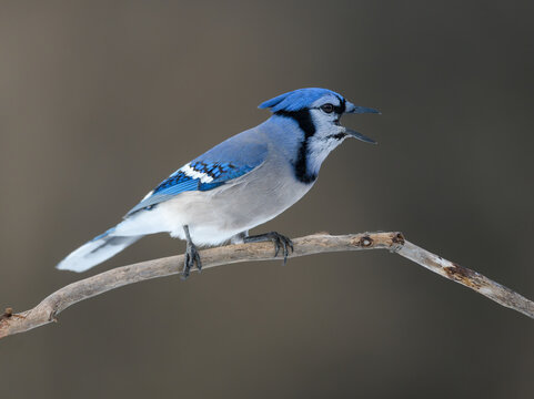 Blue Jay Portrait on Blur Background in Winter