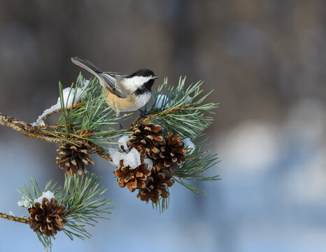 Black-Capped Chickadee Perched on Pine Tree Branch with Cones in Winter