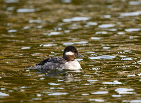 Female Bufflehead Swimming in Green Water in Spring