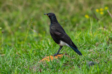 Fototapeta premium blackbird on grass