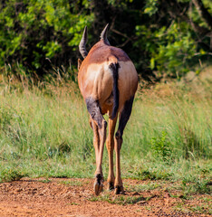 antelope in the wild © Lebo Mano