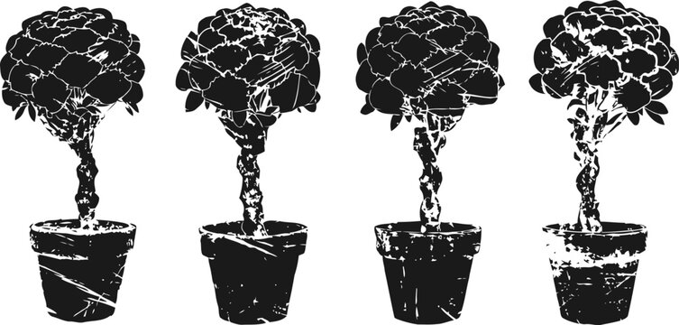 four grapevine bonsai trees in pots miniature cultivated plants with twisted stems and grape clusters